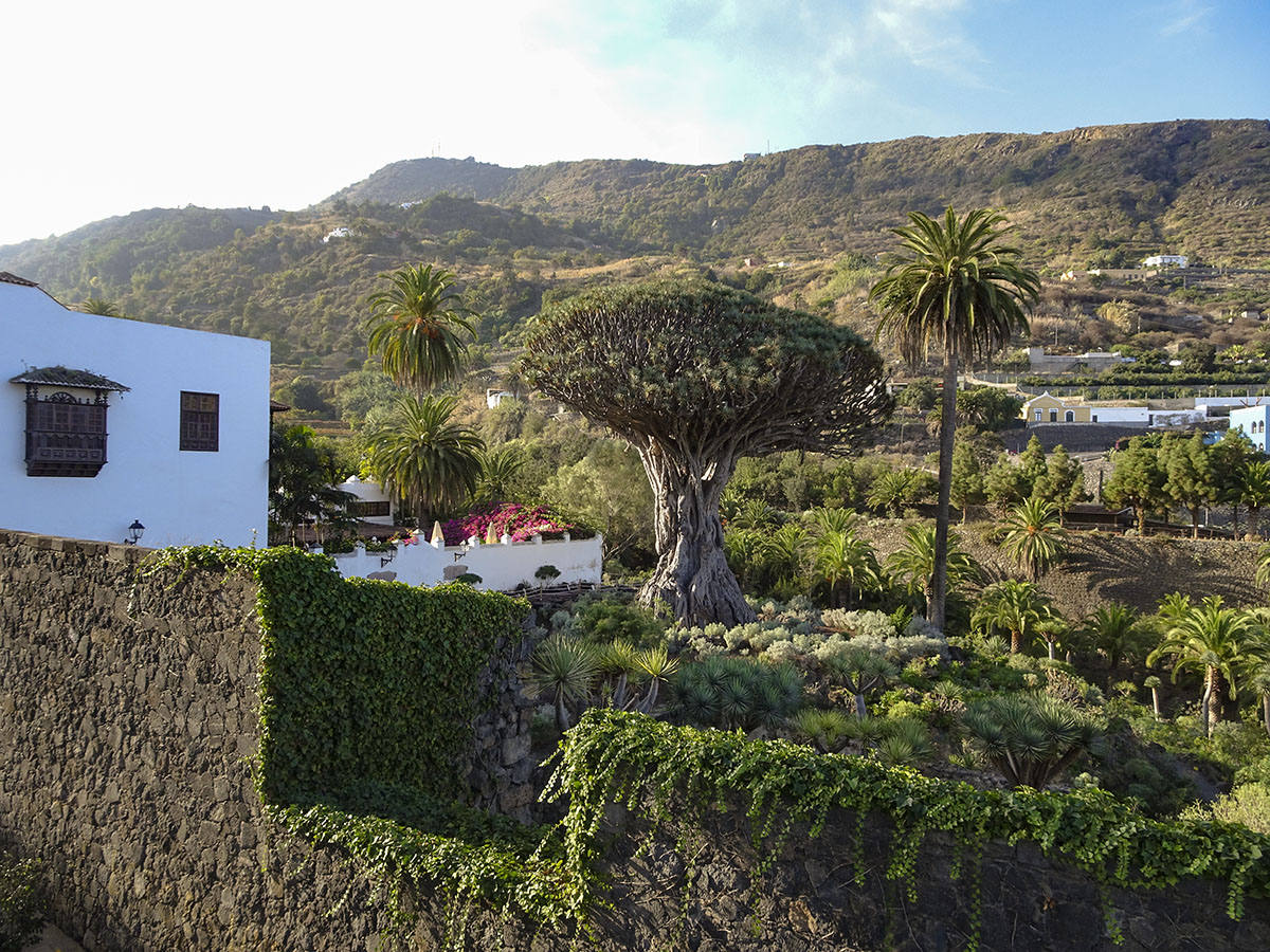 icod de los vinos, tenerife